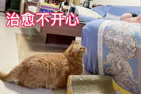 一只脚就能陪小猫咪玩一晚上，治愈各种不开心！视频封面