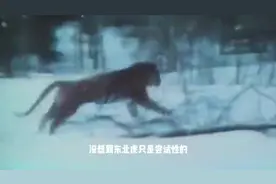 野生东北虎大战西伯利亚群狼，绝对实力碾压！谁说好虎架不住群狼视频封面
