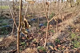 品种樱桃苗基地，品种纯正，规格齐全，组培吉塞拉矮化根系。视频封面