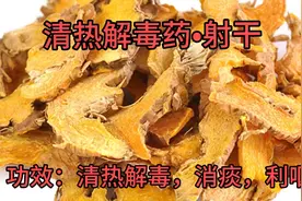 介绍清热解毒药•射干的功效及药理研究和配伍药方，它乃独特之药视频封面