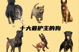十大最护主的狗视频封面