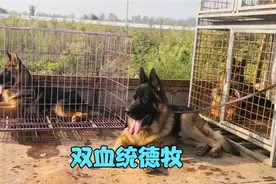 潍坊大集狗市，今天来了个专卖德牧的，双血统有证书，价格想不到