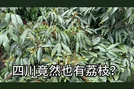 四川竟然也能种荔枝，两广人民可能不信？能种出荔枝吗？视频封面