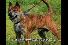 广西土猎犬视频封面