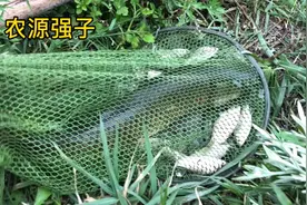 喂草的鱼会比喂饲料的鱼更好吃吗，广大网友怎么看视频封面