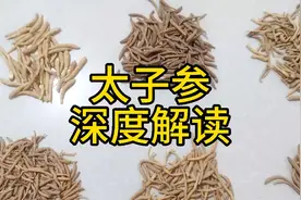 太子参 深度解读 教你一些你能用到的知识视频封面