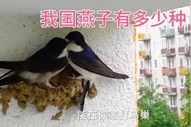 中国燕子种类分享视频封面
