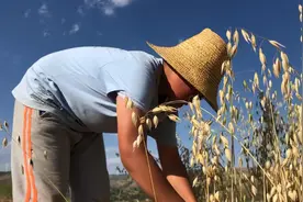 外婆家的燕麦成熟了割不完，天宇帮着收，一家人在一起热气朝天视频封面