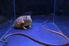 非洲牛蛙吃蛇（可以吃吗？）视频封面