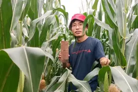 玉米割苗能增产？距割苗已经50天了，看看长的怎么样了视频封面