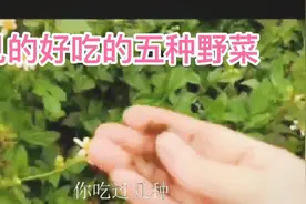 常见的好吃的五种野菜视频封面