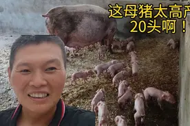 母猪产前10天不吃料，体温正常也没管它，一窝生这么多老板要发财视频封面