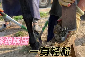 这头大黑驴肥头大耳膀大腰圆，蹄子也很大，修完蹄更漂亮了，解压视频封面