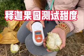 广西释迦果比弯弯的好，果园现场测试糖度，用数据说话