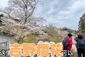 奈良县吉野山，日本在哪里赏樱花，来跟着视频路线一起欣赏视频封面