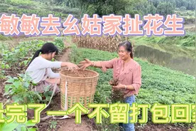 听说怀孕吃花生对身体好，敏敏幺姑种了很多今天去找幺姑扯花生。视频封面