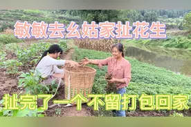 听说怀孕吃花生对身体好，敏敏幺姑种了很多今天去找幺姑扯花生。视频封面