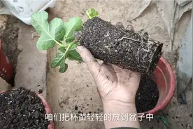 无花果夏季这样移栽成活好长的快，但是太多的人却不知道！您会吗