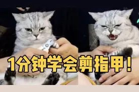 🐱学会这几招❗️轻松给猫剪指甲❗️