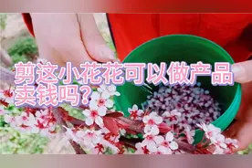 剪这么多小花花 猜猜是干什么的 真的可以买钱吗？视频封面