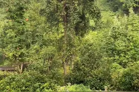 城固二里忘忧谷神潭溪流避暑胜地