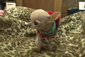 奶奶的怪狗狗，不是茶杯犬，却永远长不大，只有几百克重量！视频封面