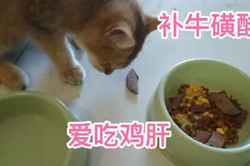 为什么猫咪干饭时总喜欢叼出来再享用？！今日鸡肝心蛋黄拌猫粮视频封面