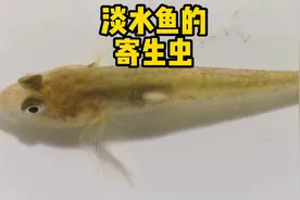 请不要再吃淡水鱼鱼生了，因为可能会有很多寄生虫视频封面
