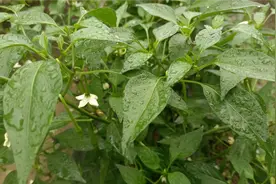 种植辣椒产量高，摘掉这两片叶，后期产量一棵抵十棵视频封面