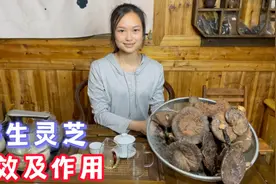 95岁老中医灵芝这样吃法，灵芝的功效与作用，睡眠好提高免疫力视频封面