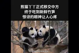 熊猫丫丫正式移交中方，终于吃到新鲜竹笋，惊讶的眼神让人心疼视频封面