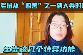 老鼠的这几个特殊本领，让它成为人类帮手，特别是第三个让人夸奖视频封面