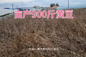 黑龙江种地能赚多少钱，包地从40一亩到近2000元一亩，能赚钱吗？视频封面