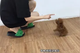 小泰迪第一次出来，不到5秒就学会了拜拜还会作揖，真是惊呆了视频封面