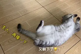 每天回家小猫咪在门口迎接我们，还要撒娇求摸😂