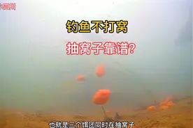 抽窝和打窝区别