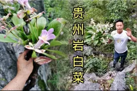在贵州有一种叫做岩白菜，能做盆景观赏，也具有非常好的药用价值视频封面