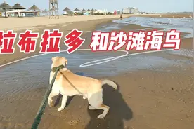 秦皇岛大海边遛狗，海鸟在海浪上飞舞，狗狗在沙滩上奔跑太美了视频封面