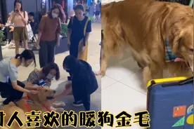 盘点那些讨人喜欢的暖狗金毛，路过的小姐姐看到成群结队的上去摸