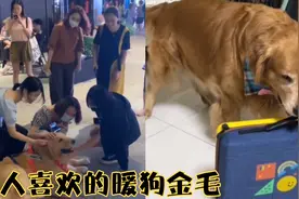 盘点那些讨人喜欢的暖狗金毛，路过的小姐姐看到成群结队的上去摸视频封面