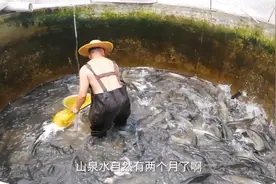 高密度养鱼新模式，用山泉水把肥鱼养成瘦鱼更值钱视频封面