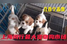 上海闵行最大的宠物狗基地，几百种宠物狗非常漂亮，看看壮观吗？