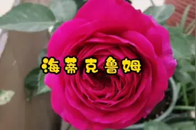 偏门丰花月季海蒂克鲁姆长到6年老桩，成功地从一棵大苗养成小苗视频封面