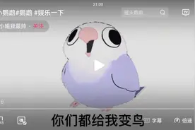 摇头鹦鹉视频封面