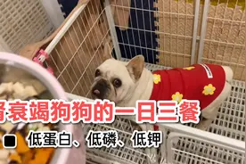 慢性肾衰的狗狗一天三顿都吃啥？合理搭配饮食，早日战胜病魔视频封面