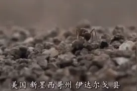 新墨西哥州（1）视频封面