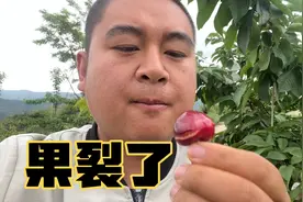 甘肃农村连续降雨酿成大祸，樱桃裂口损失惨重！进地看着心酸！视频封面