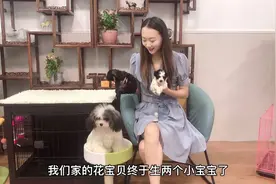 花2万买的花泰迪第一窝生了2只，花色简直一模一样，真是头一次见视频封面