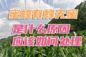有蜂无蜜是什么原因？应该怎么解决？听七哥怎么说吧视频封面