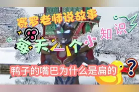 赛罗老师说故事，每天一个小知识，鸭子的嘴巴为什么是扁的？视频封面